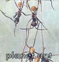 planet ant