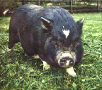 Pot-Belly Pig