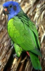 Talky Parrot
